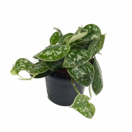 Money Plant Silk Pothos 